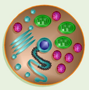 2D Cell with Organelles